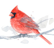 red-cardinal-watercolor